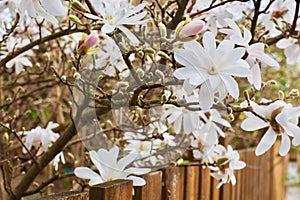 Blossom tree over nature background. Spring flowers. Spring Background