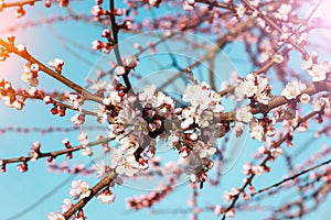 Blossom tree over nature background/ Spring flowers/Spring Background