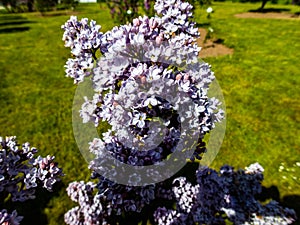 Blossom tree over nature background/ Spring flowers/Spring Background