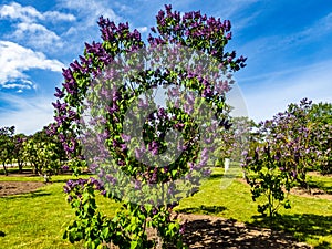 Blossom tree over nature background/ Spring flowers/Spring Background