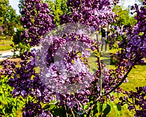 Blossom tree over nature background/ Spring flowers/Spring Background