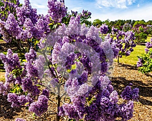 Blossom tree over nature background/ Spring flowers/Spring Background