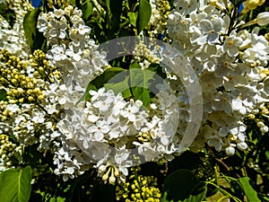 Blossom tree over nature background/ Spring flowers/Spring Background