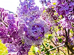 Blossom tree over nature background/ Spring flowers/Spring Background