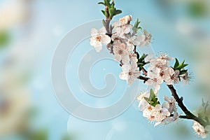 Blossom tree over nature background. Spring flowers. Spring background.