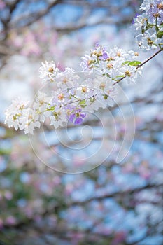 Blossom tree over nature background/ Spring flowers/Spring Background