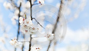 Blossom tree over nature background/ Spring flowers/Spring Background