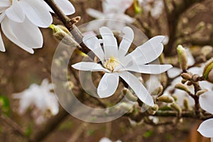 Blossom tree over nature background. Spring flowers. Spring Background