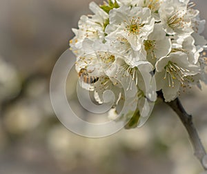 Blossom tree over nature background. Spring flowers.Spring Background