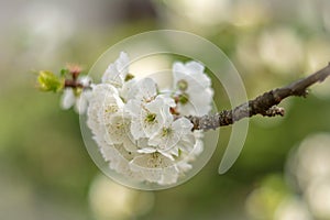 Blossom tree over nature background. Spring flowers.Spring Background