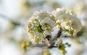 Blossom tree over nature background. Spring flowers.Spring Background