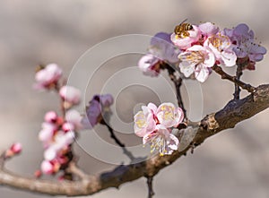 Blossom tree over nature background. Spring flowers.Spring Background