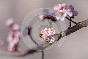 Blossom tree over nature background. Spring flowers.Spring Background