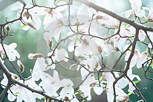 Blossom tree over nature background. Spring flowers. Spring Background. magnolia branch in sunny morning. Beautiful white