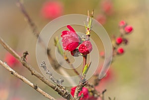 Blossom tree over nature background. Spring flowers.Spring Background