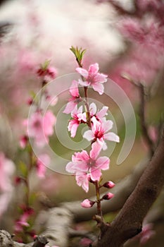 Blossom tree over nature and blurred background