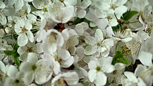 Blossom tree over white background