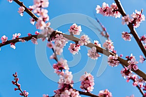 Blossom tree. Pink flowers on a branch. Floral background. Selective focus