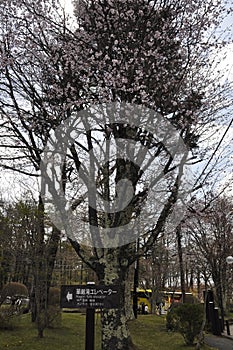 Blossom Tree silhouette from Kegon Falls place in Nikko National Park Japan