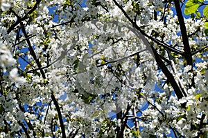 Blossom tree in small forest