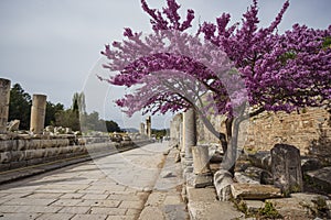 Blossom tree among some antique ruins