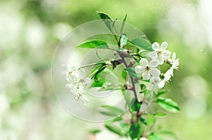 Blossom tree, spring nature background. Sunny day. Easter and blooming concept. Spring flowers with sun rays, copy space.