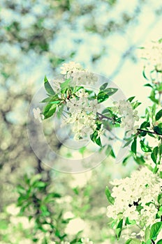 Blossom tree, spring nature background. Sunny day. Easter and blooming concept. Spring flowers with sun rays, copy space.