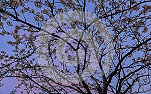 Blossom tree during sunset with magenta toned sky and clouds