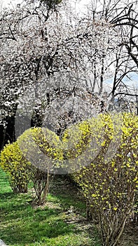 Blossom tree with white flowers in green park