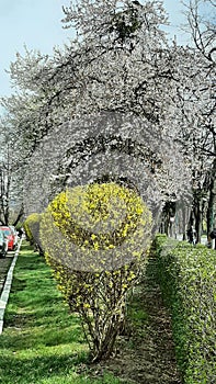 Blossom tree with white flowers in green park