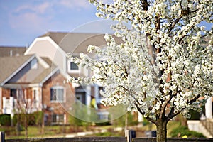 Blossom Trees in the City photo