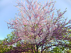 Blossom trees in the city park in the spring. Nature scene with sun in sunny day.