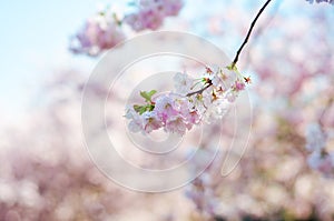 Blossom trees and flowers in a park. Beautiful spring nature view with people. Trees and sunlight. Scene of sunny day. Natural bac