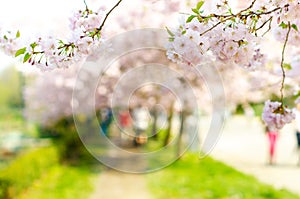 Blossom trees and flowers in a park. Beautiful spring nature view with people. Trees and sunlight. Scene of sunny day. Natural bac