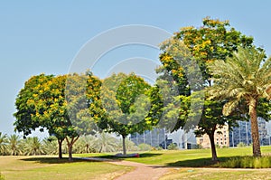 Blossom trees at noon