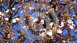 Blossom Trees Orchard in Spring,  Fruits Flowers Blooming, Cherry Branches