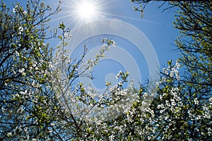 Blossom trees under noon sun