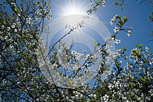 Blossom trees under noon sun