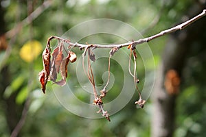 Blossom and twig blight of cherry caused caused by Monilia