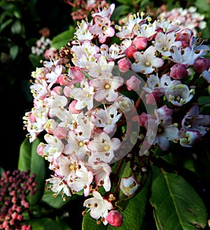 Viburnam Tinus blossom `Eve Price`. photo