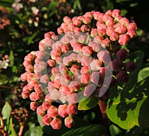 Viburnam Tinus blossom `Eve Price`, pink buds photo