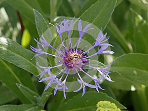 The blossom of a violet knapweed