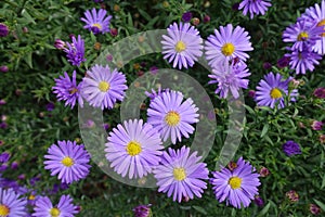 Blossom of violet Michaelmas daisies