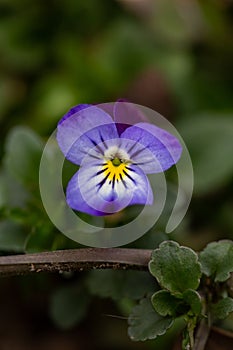 Blossom violet pansy flower on a green background macro photography.