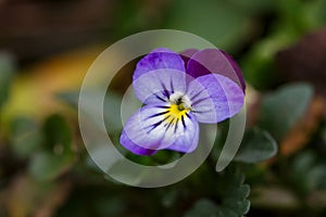 Blossom violet pansy flower on a green background macro photography.