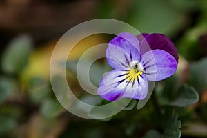 Blossom violet pansy flower on a green background macro photography.