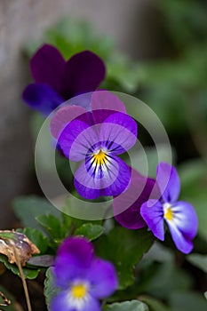 Blossom violet pansy flower on a green background macro photography.
