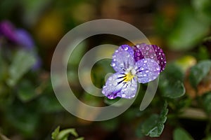Blossom violet pansy flower with water drops on petals macro photography.