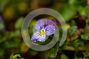 Blossom violet pansy flower with water drops on petals macro photography.