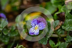 Blossom violet pansy flower with water drops on petals macro photography.